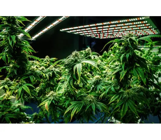 Control de temperatura y humedad en crecimiento indoor