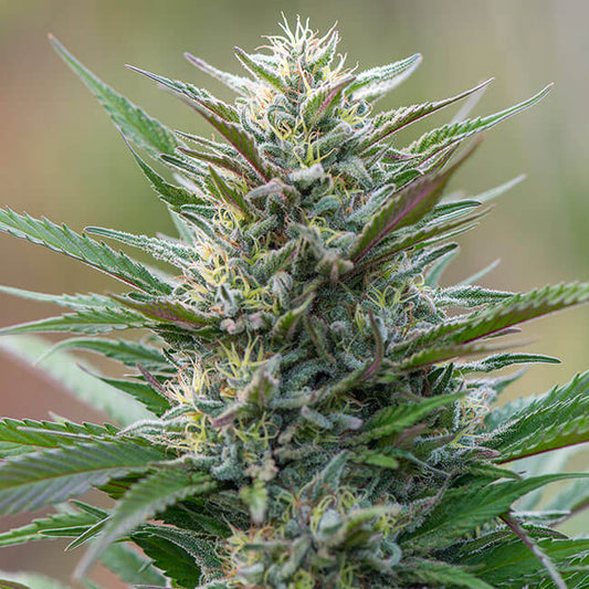 Critical
