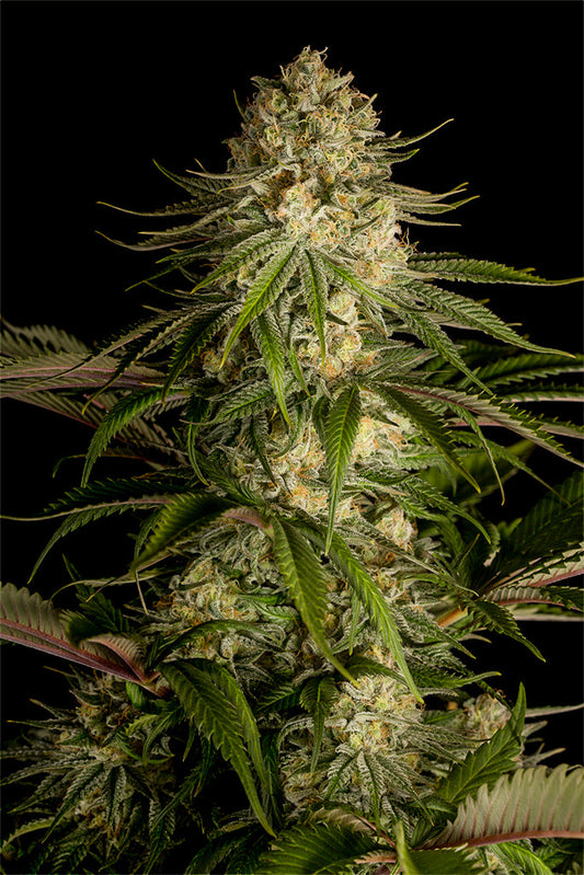 Critical Kush: origen, características y cultivo de esta índica moderna