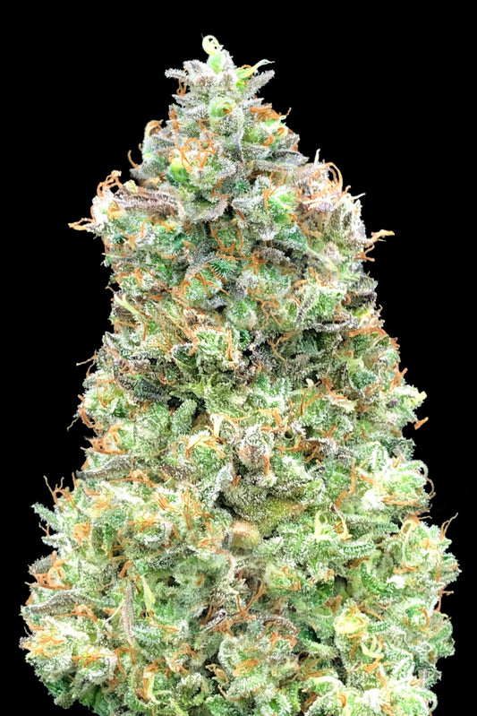 Critical Mass: origen y características de una genética de gran producción