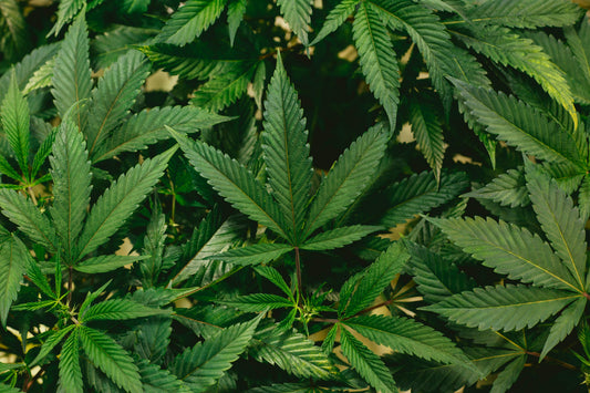 ¿Cuál es la mejor marihuana? - GrowTarraco Distribuciones SLU