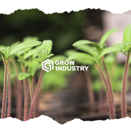 ¿Cuándo cortar tu marihuana?