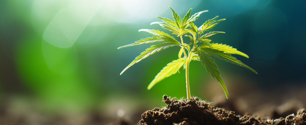 Como sacar esquejes de marihuana en exterior