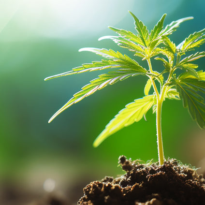 Como sacar esquejes de marihuana en exterior