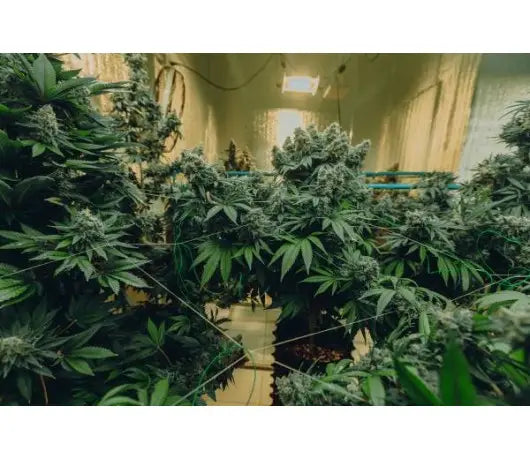 Cultivo de marihuana interior paso a paso