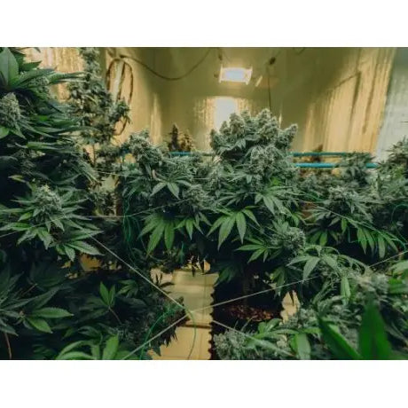 Cultivo de marihuana interior paso a paso