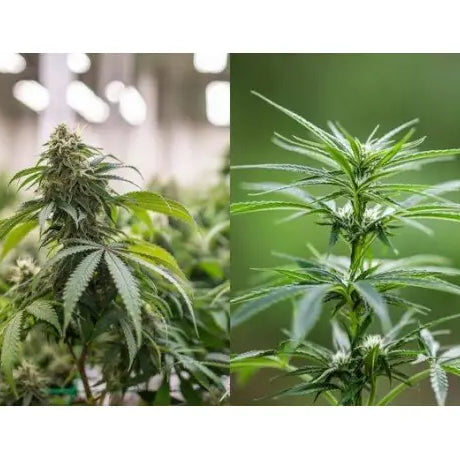 Cultivo Marihuana Interior vs Marihuana Exterior