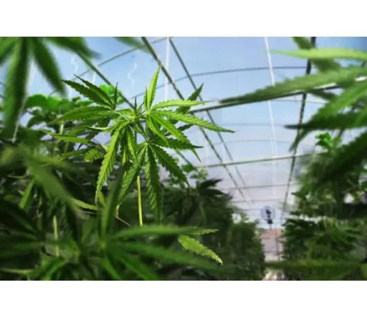 Cultivo de Marihuana en Invernadero