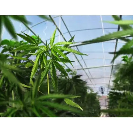 Cultivo de Marihuana en Invernadero