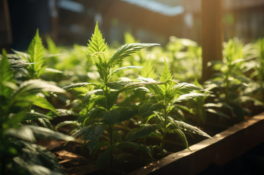 macetas con plántulas de cannabis