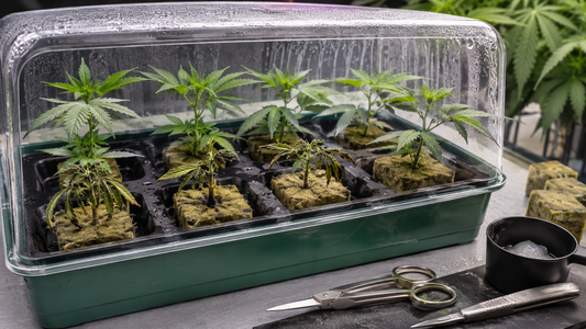 Esquejes de marihuana en propagador con síntomas de falta de enraizamiento y hojas decaídas