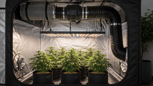 Armario de cultivo indoor de marihuana con extractor, filtro de carbón, tubo de ventilación y luz LED