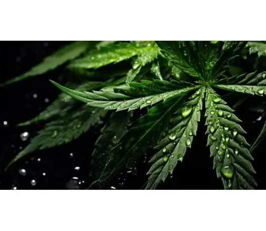 ¿Cómo usar fertilizante líquido para plantas de marihuana? - GrowTarraco Distribuciones SLU