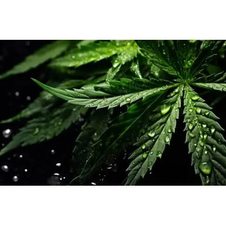 ¿Cómo usar fertilizante líquido para plantas de marihuana? - GrowTarraco Distribuciones SLU