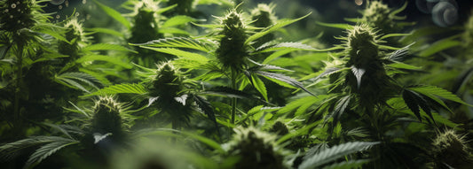 Los 10 mejores fertilizantes para floración