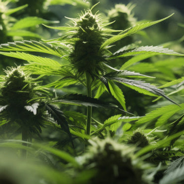 Los 10 mejores fertilizantes para floración