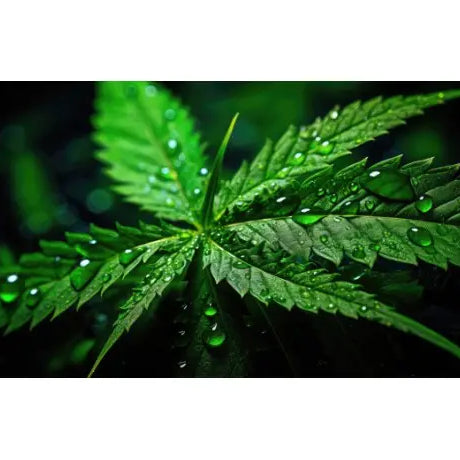 Fertilizantes de Marihuana para Novatos