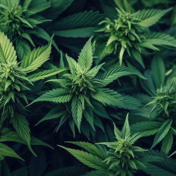 conjunto de plantas de cannabis