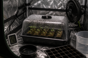 Propagador con plántulas de marihuana en germinación indoor con humedad controlada para evitar hongos en ambiente frío
