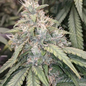 Gorilla Glue #4: todo sobre esta variedad potente y resinosa
