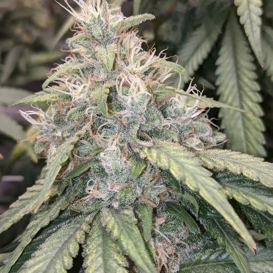 Gorilla Glue #4: todo sobre esta variedad potente y resinosa
