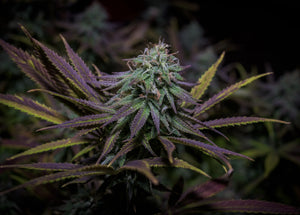 Granddaddy Purple: todo sobre esta índica morada y afrutada