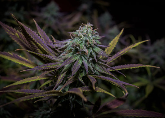 Granddaddy Purple: todo sobre esta índica morada y afrutada