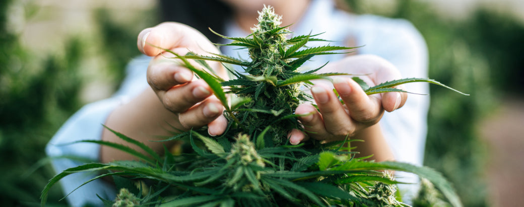 manos sosteniendo planta de cannabis en floración