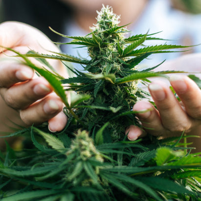 manos sosteniendo planta de cannabis en floración