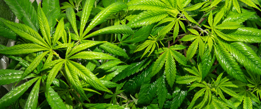 Cada cuánto echar guano a las plantas de marihuana - GrowTarraco Distribuciones SLU