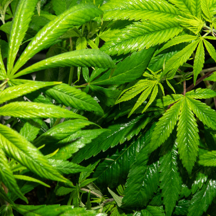 Cada cuánto echar guano a las plantas de marihuana - GrowTarraco Distribuciones SLU