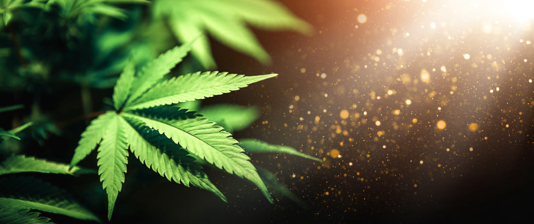 hoja de cannabis sobre fondo negro
