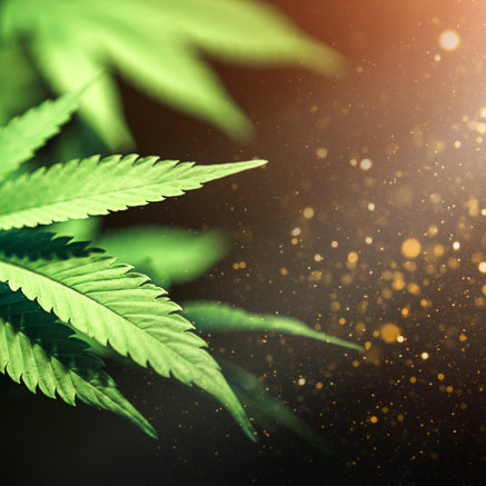 hoja de cannabis sobre fondo negro