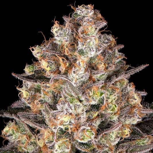 Hindu Kush: guía de una índica landrace histórica