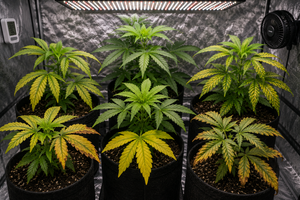 Plantas de marihuana en cultivo indoor con hojas amarillas y manchas por posibles carencias o excesos nutricionales