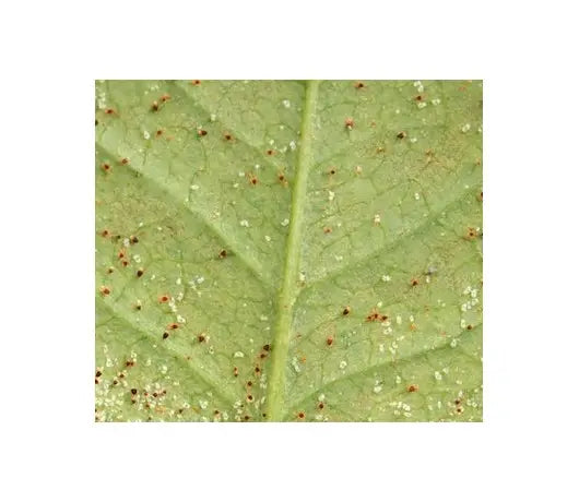 Como matar huevos de araña roja - GrowTarraco Distribuciones SLU