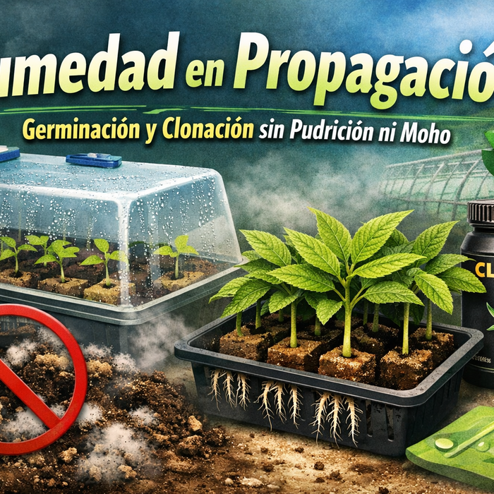 Humedad en propagación: guía práctica para germinar y clonar sin moho