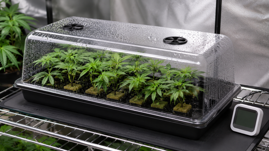 Propagador con humedad controlada para germinación y esquejes de marihuana en cultivo indoor