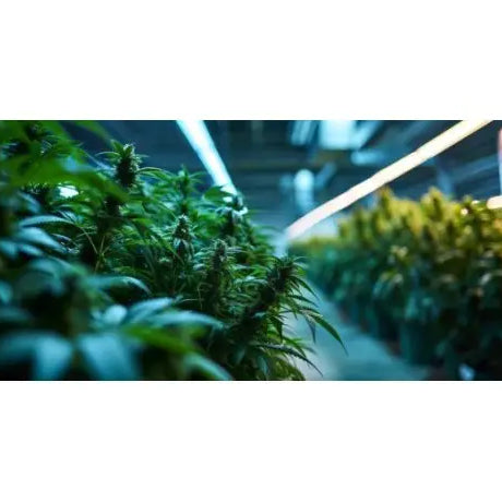 Cuál es la mejor iluminación para cultivo interior de cannabis