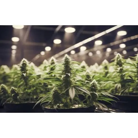 En que consiste el cultivo hidropónico vertical en el cannabis