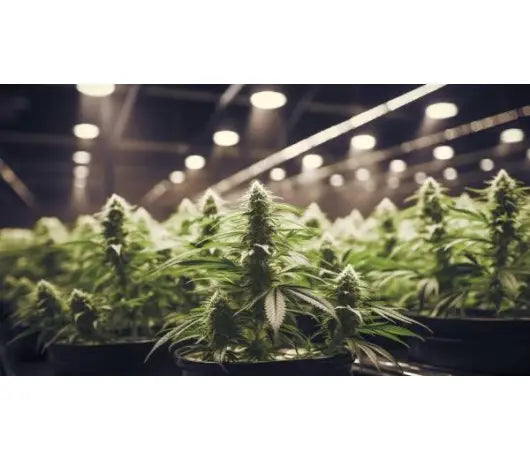 En que consiste el cultivo hidropónico vertical en el cannabis