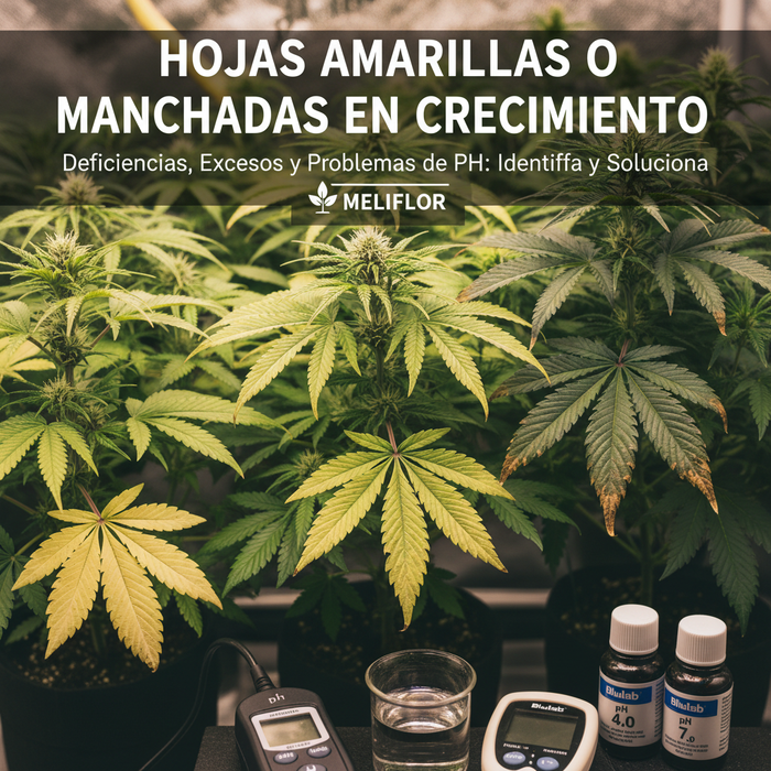 Hojas amarillas o manchadas en crecimiento: cómo identificar carencias, excesos y problemas de pH