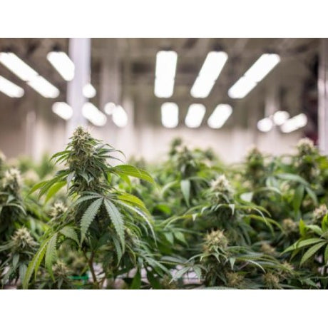 Dominando el Sistema Hidropónico de Mecha