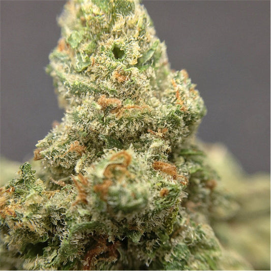 Jack Herer