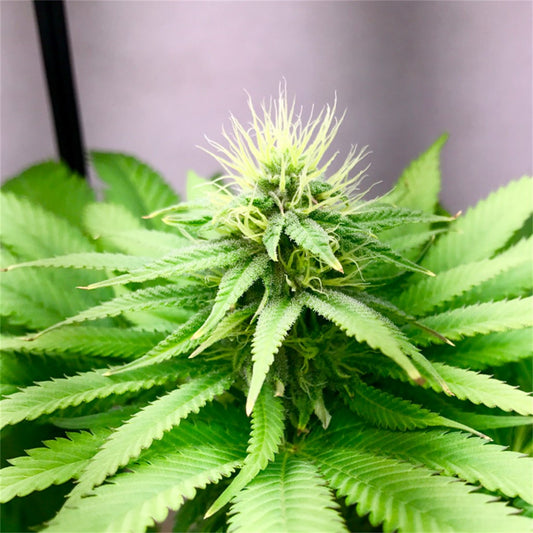 Candy Kush
