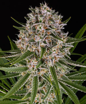 Lemon Haze: todo sobre esta variedad cítrica y estimulante
