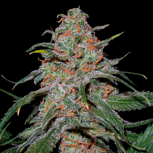 Lemon Skunk: todo sobre esta variedad cítrica y Skunk