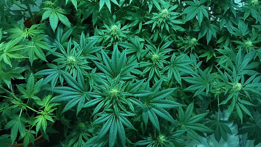 ¿Cómo saber si la planta de marihuana es macho o hembra?