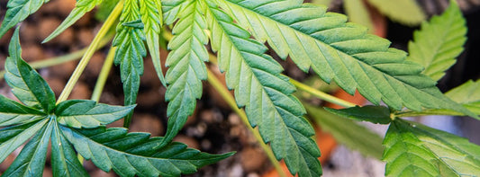 primer plano de hojas de marihuana