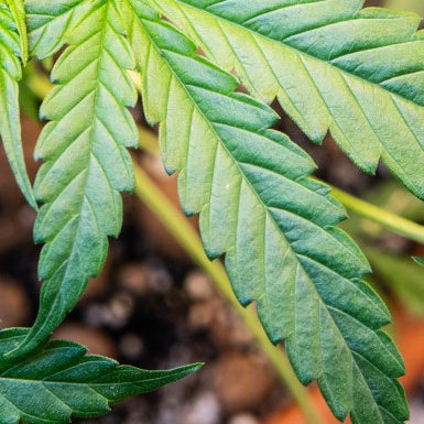 primer plano de hojas de marihuana